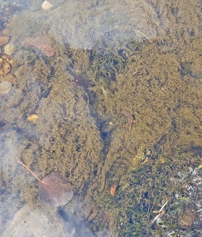 feathermoss algae